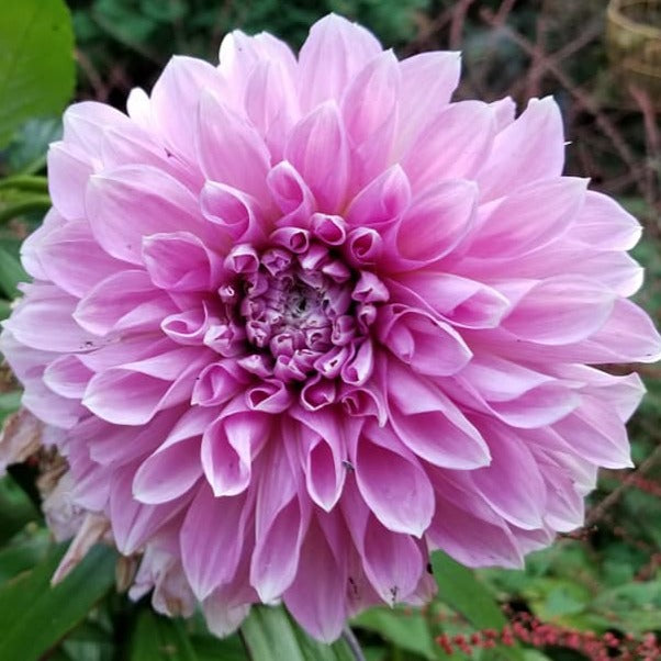 Lavender Perfection Dahlia