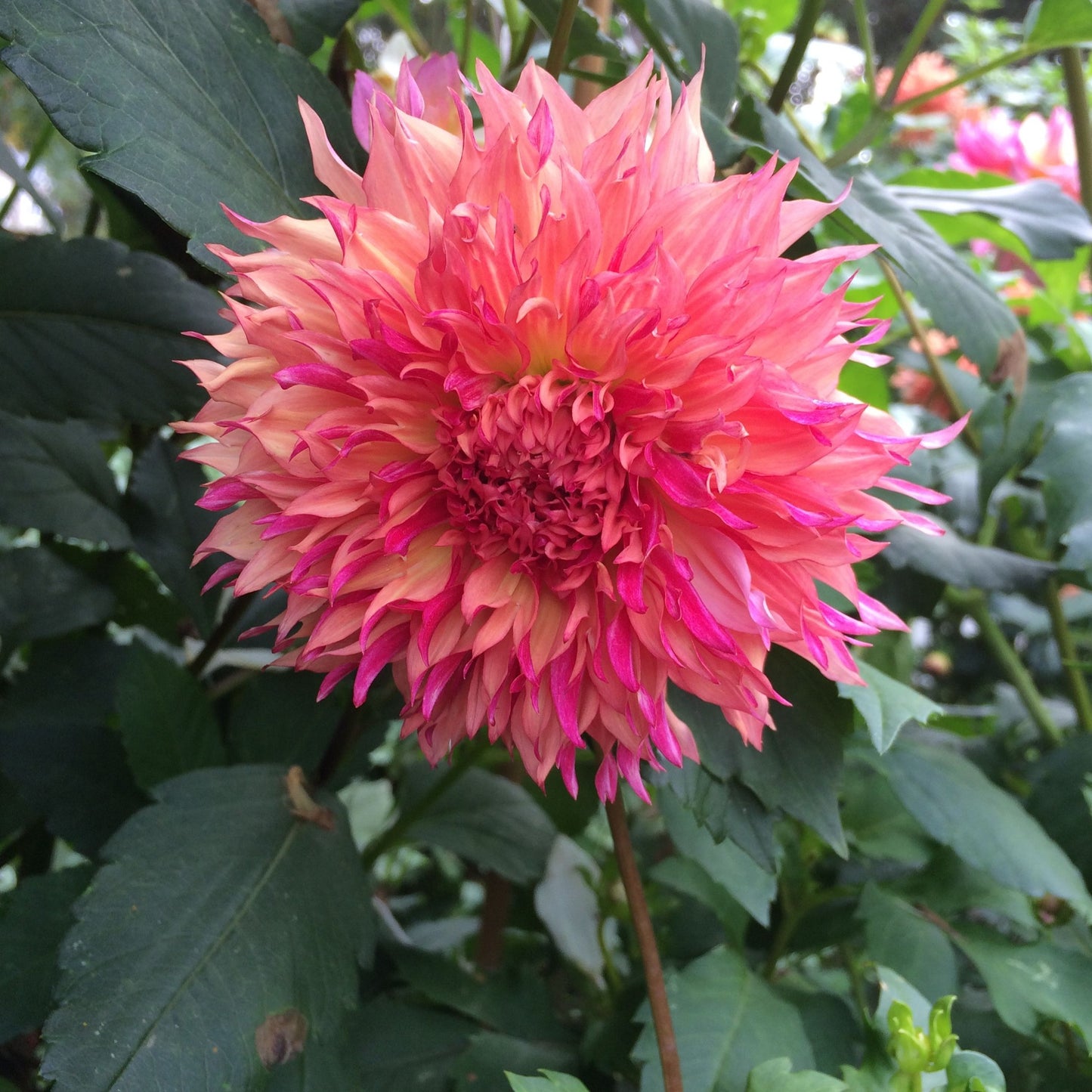 Myrtle's Folly Dahlia