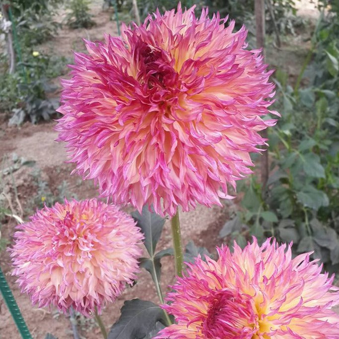 Myrtle's Folly Dahlia