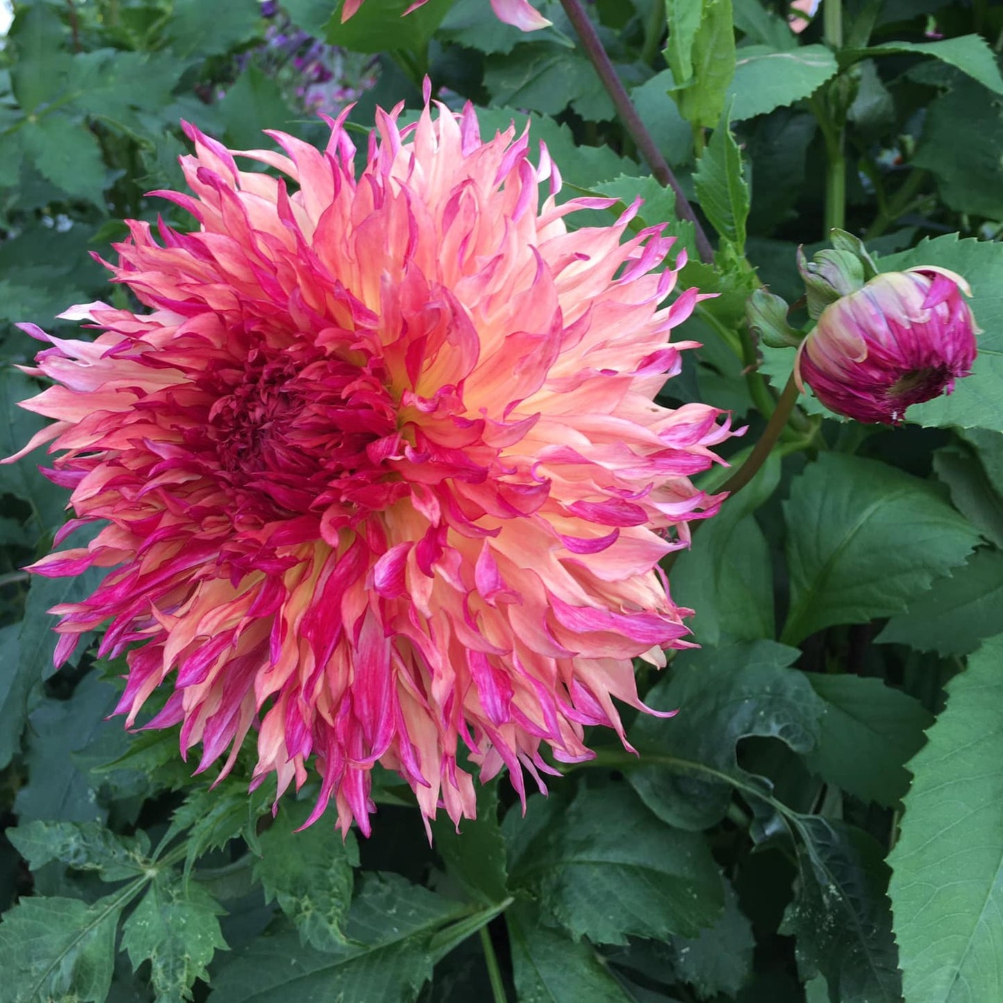 Myrtle's Folly Dahlia