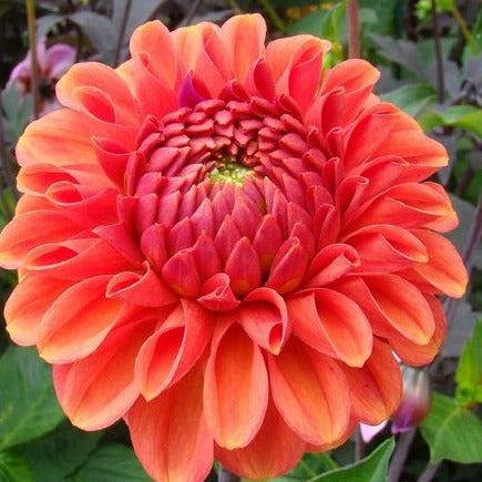 Zundert Mystery Fox Dahlia