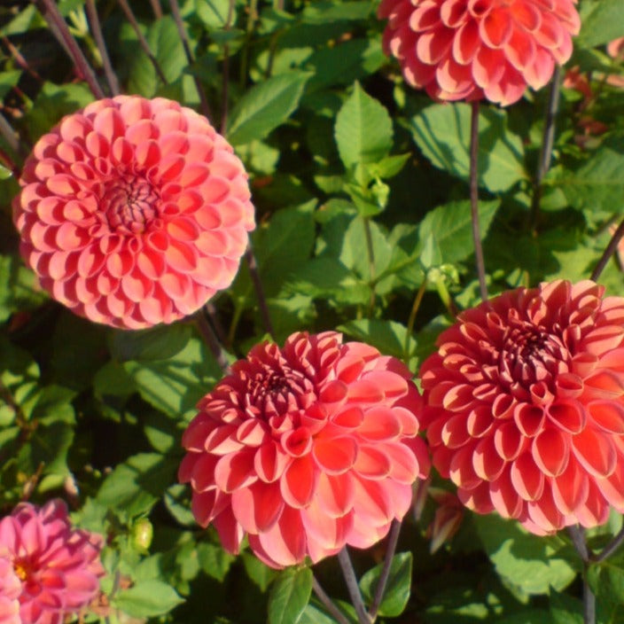 Zundert Mystery Fox Dahlia