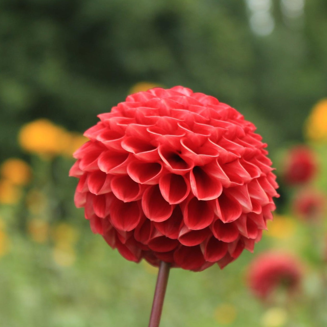 Nescio Pompon Dahlia