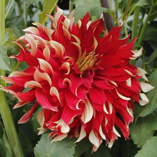 Nick Sr Dahlia