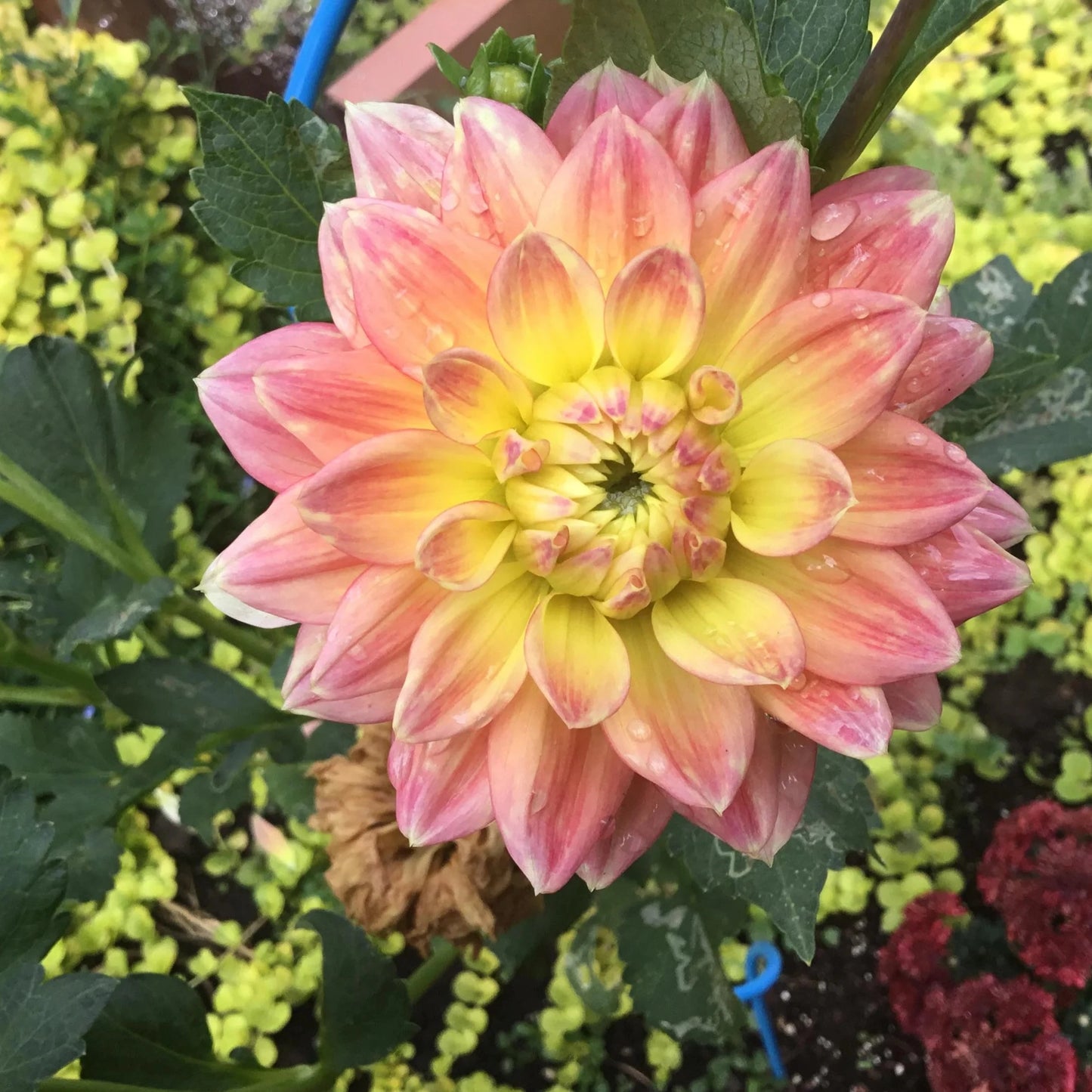 October Sky Waterlily Dahlia