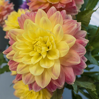 October Sky Waterlily Dahlia