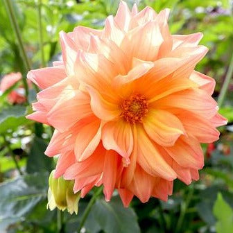 October Sky Waterlily Dahlia