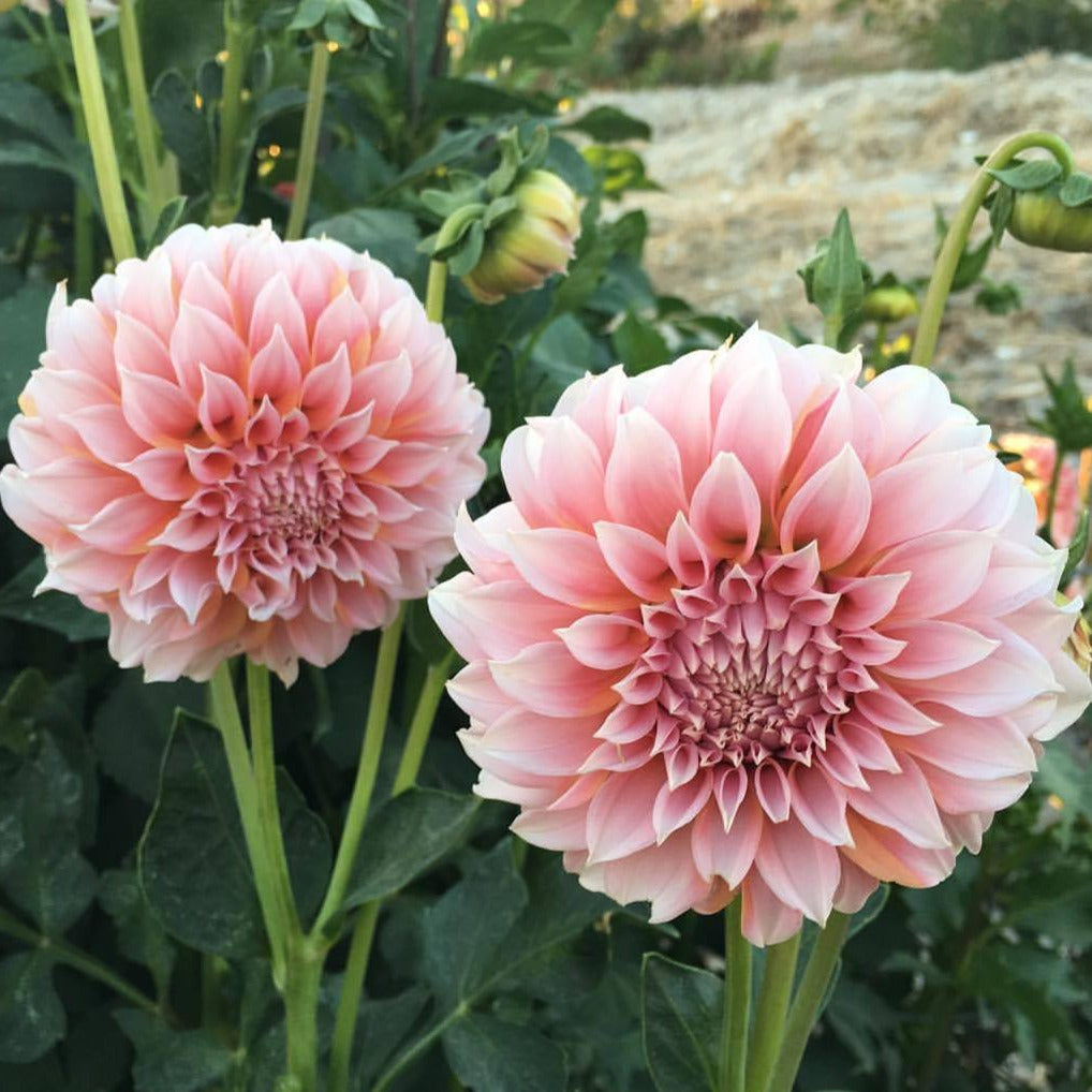 Peaches N' Cream Dahlia