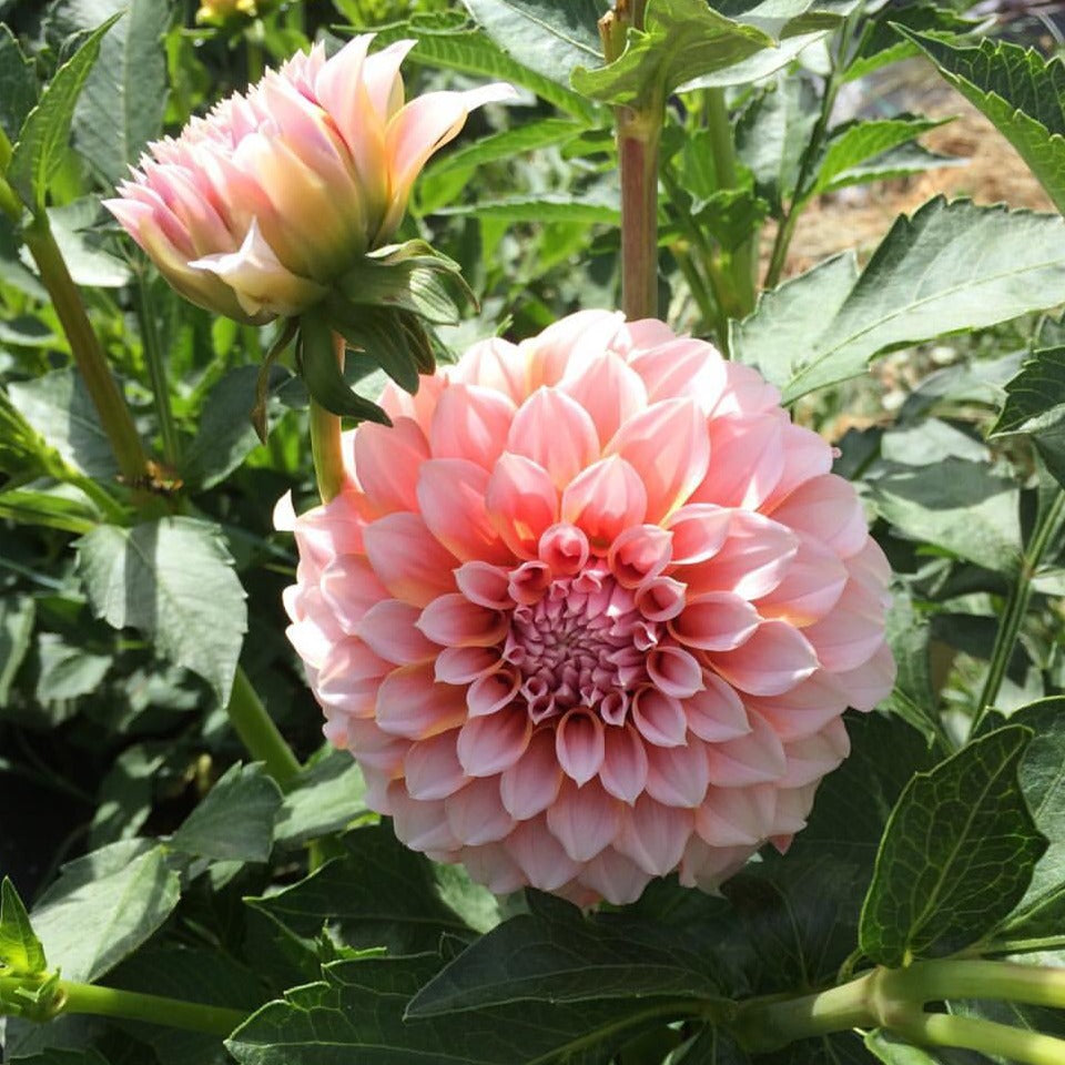 Peaches N' Cream Dahlia