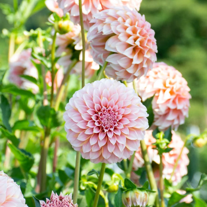 Peaches N' Cream Dahlia