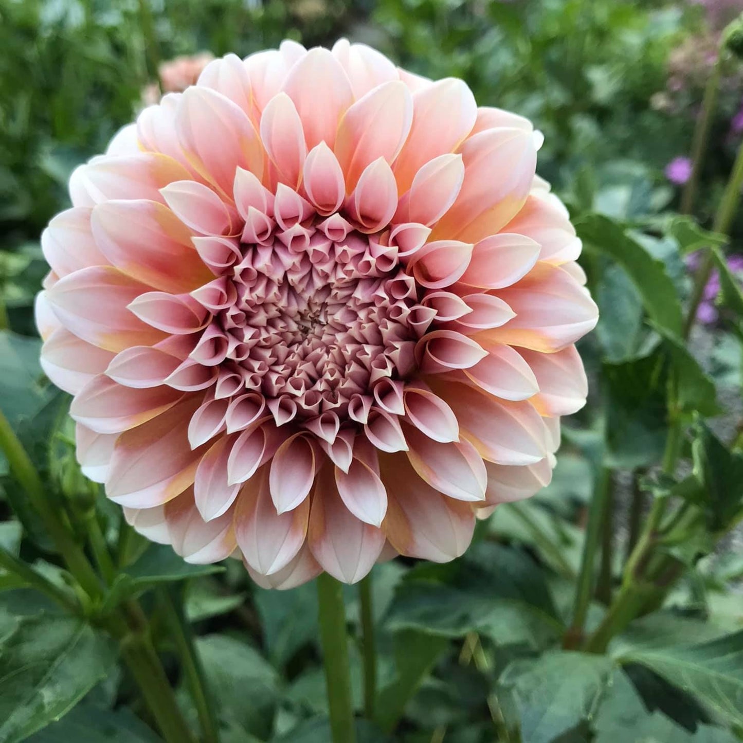 Peaches N' Cream Dahlia