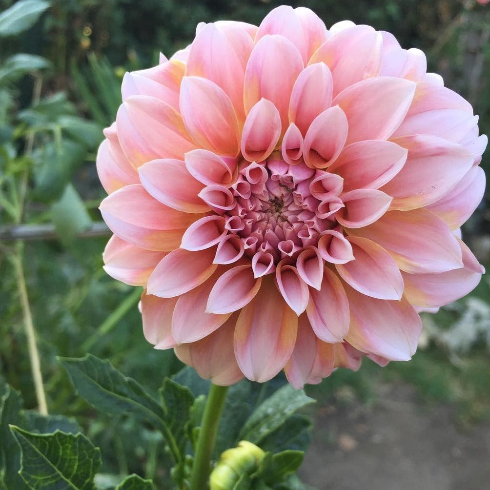 Peaches N' Cream Dahlia