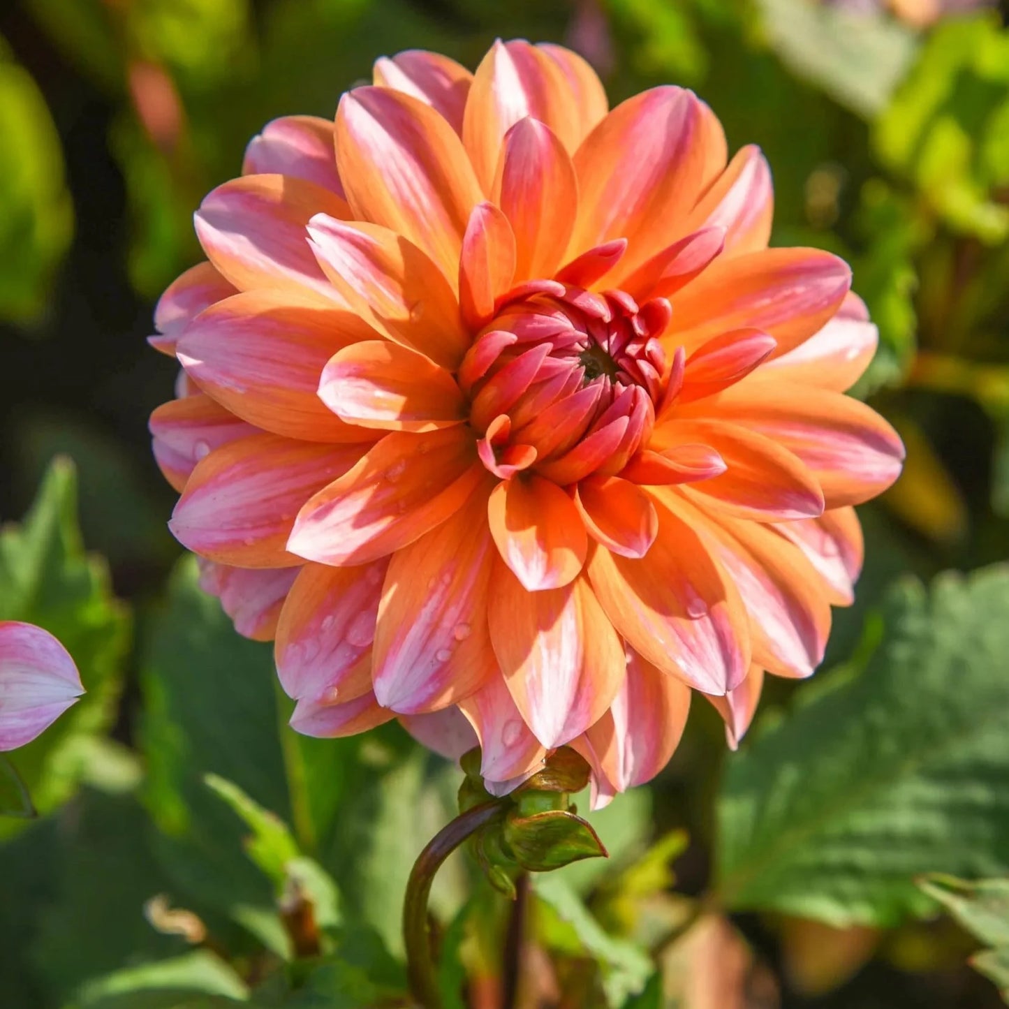 Peaches and Vanilla Dahlia