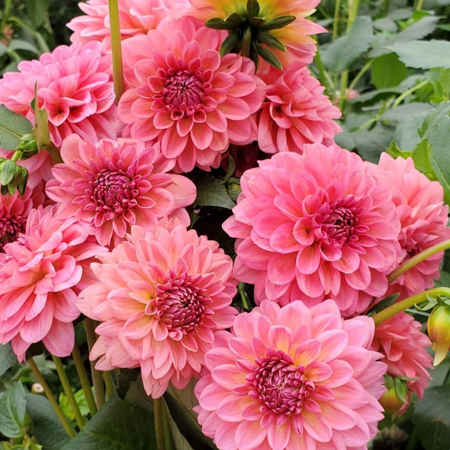 Pink Runner Dahlia