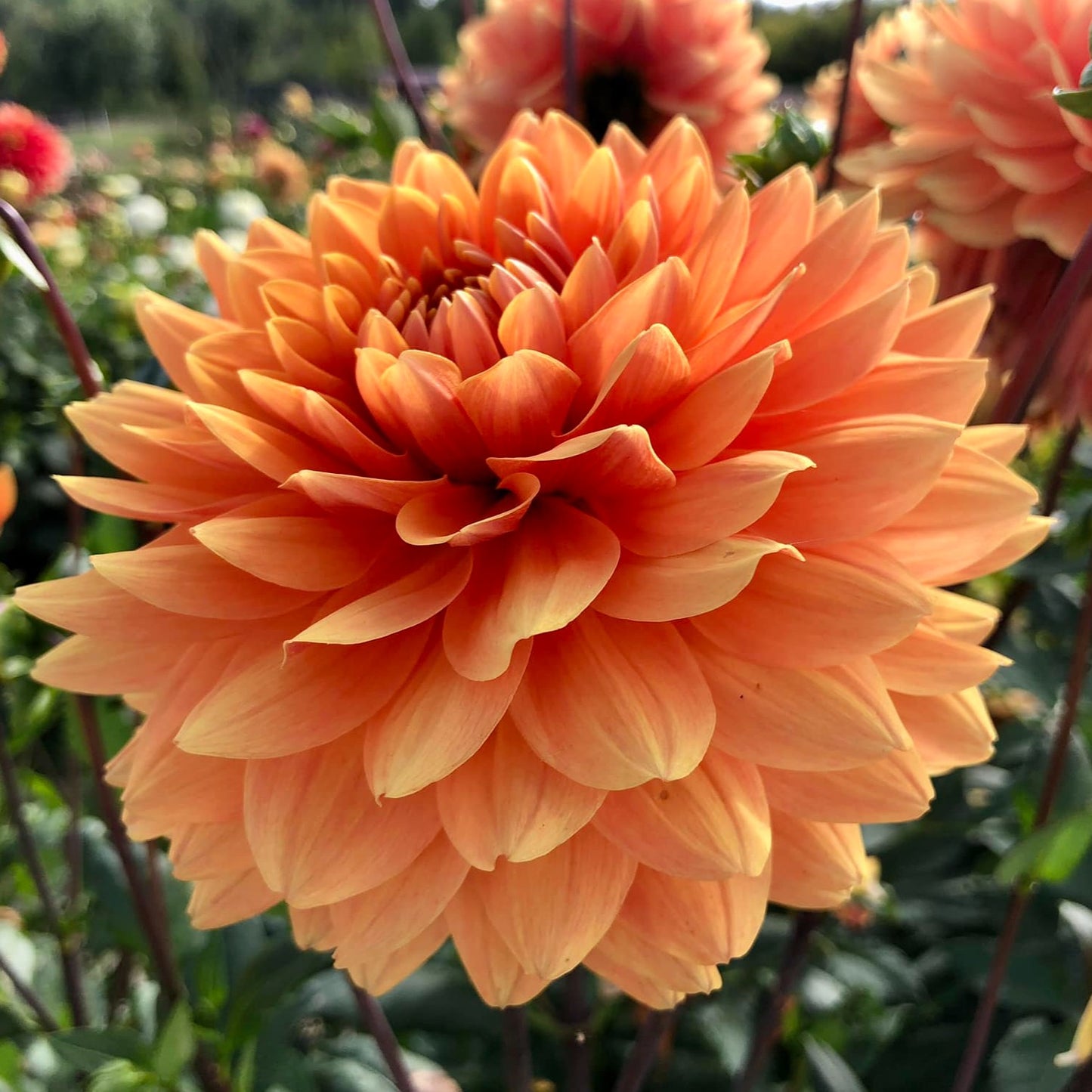 Renate Tozio Dahlia