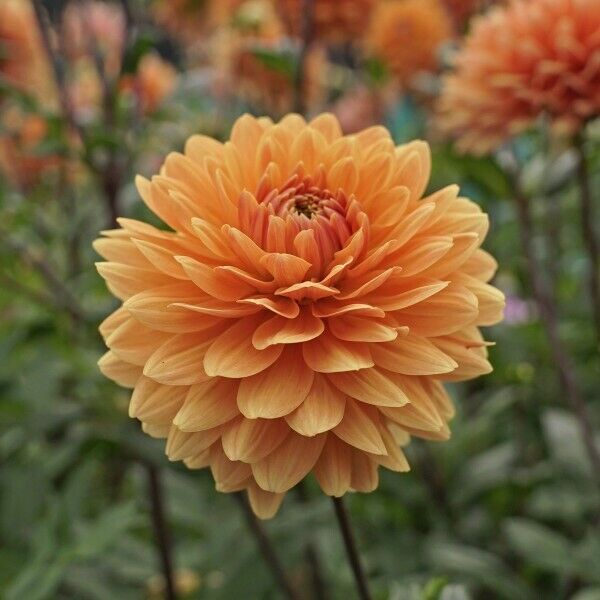 Renate Tozio Dahlia