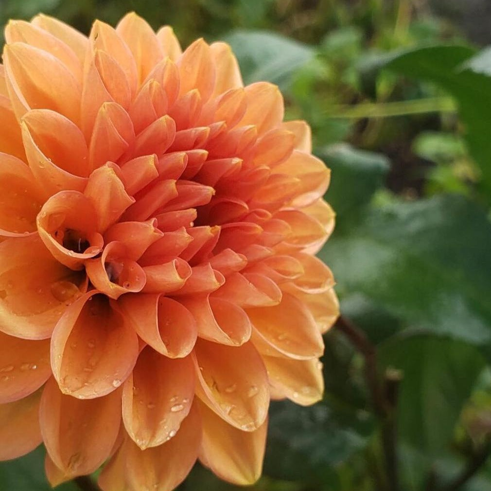 Dahlia 'Renate Tosio'
