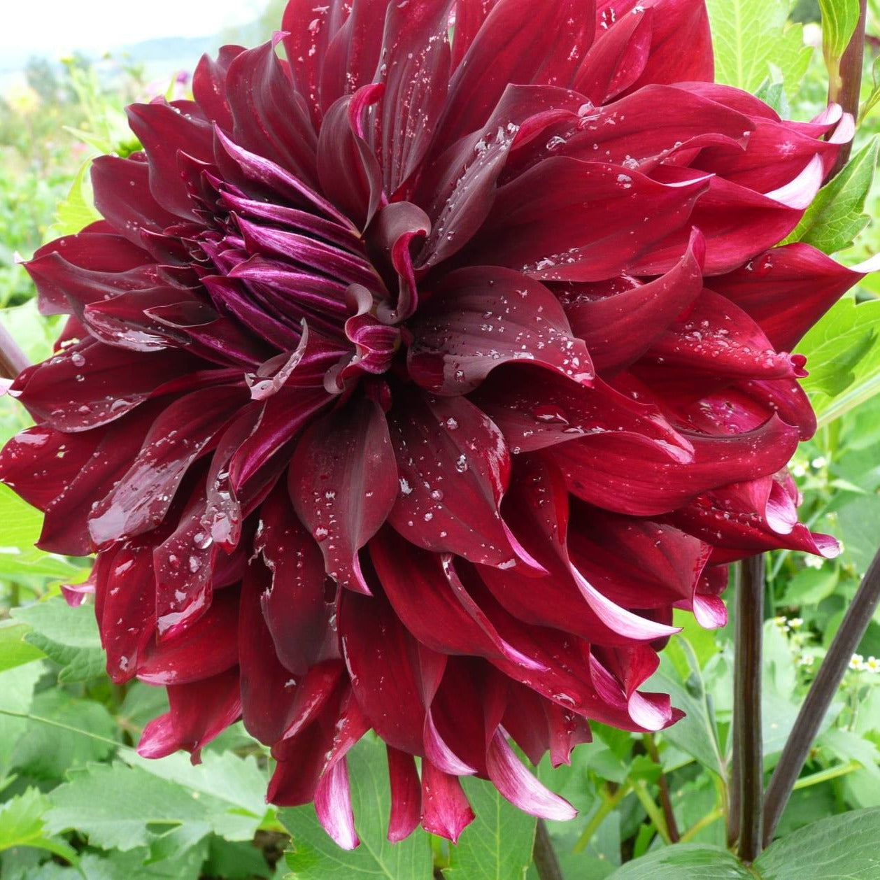 Dahlia 'Rip City'