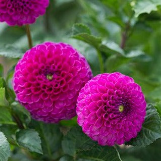 Rocco Dahlia