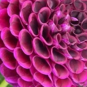 Rocco Dahlia