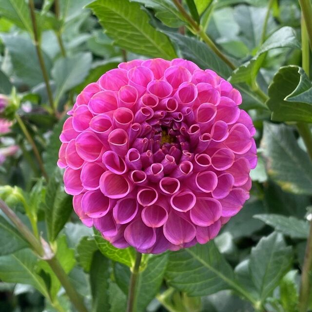 Rocco Dahlia