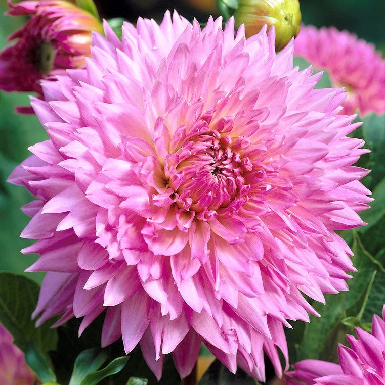 Sakura Fubuki Dahlia