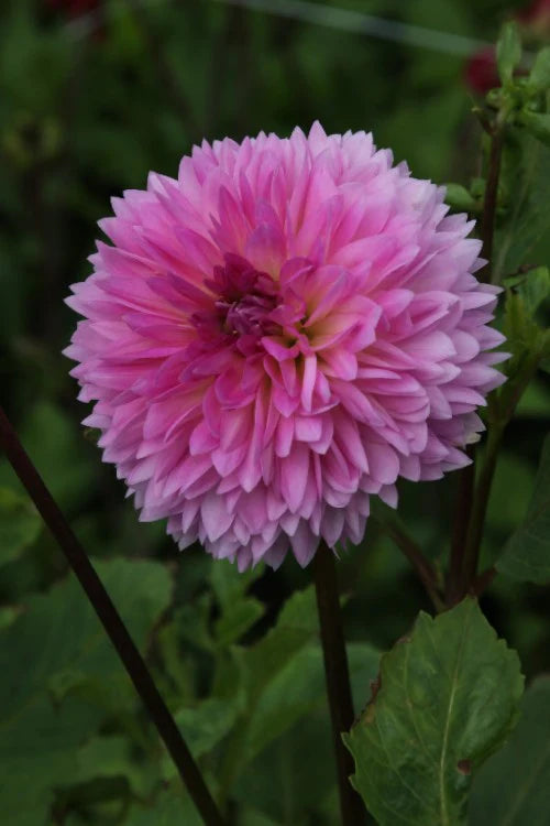 Sakura Fubuki Dahlia