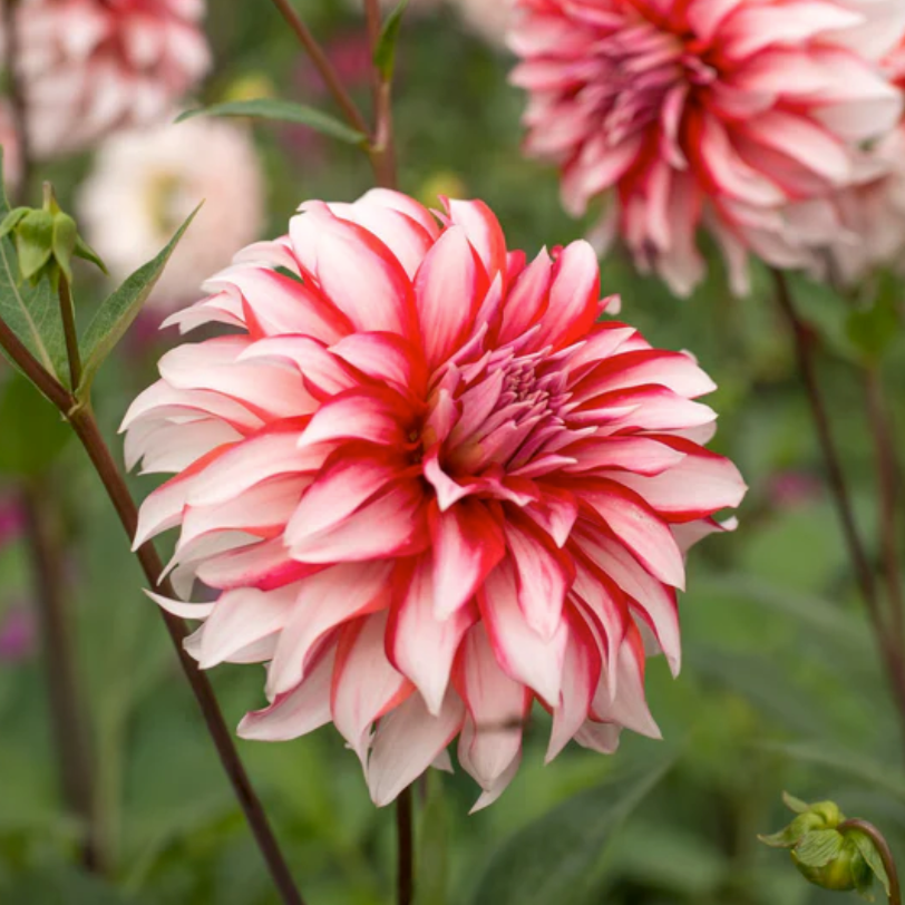 Santa Claus Dahlia