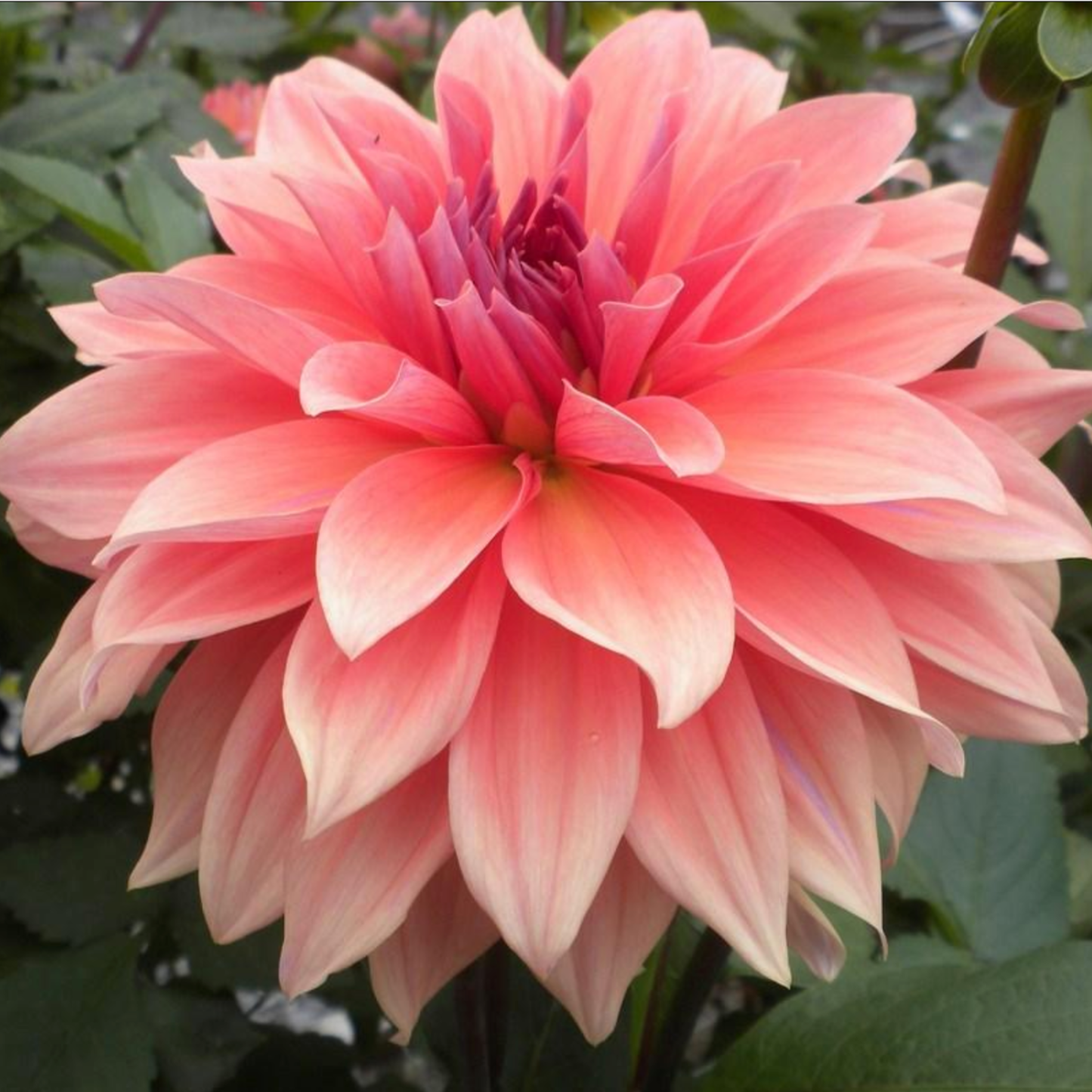Babylon Bronze Dahlia
