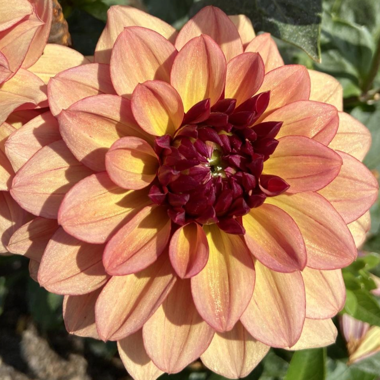 Creme De Cognac Dahlia