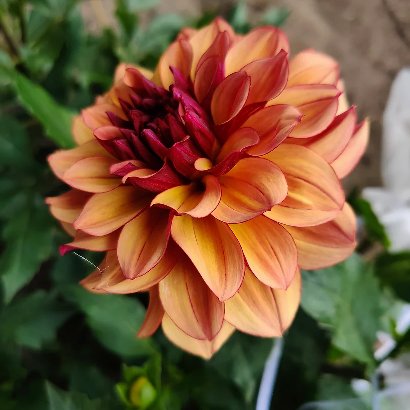 Creme De Cognac Dahlia