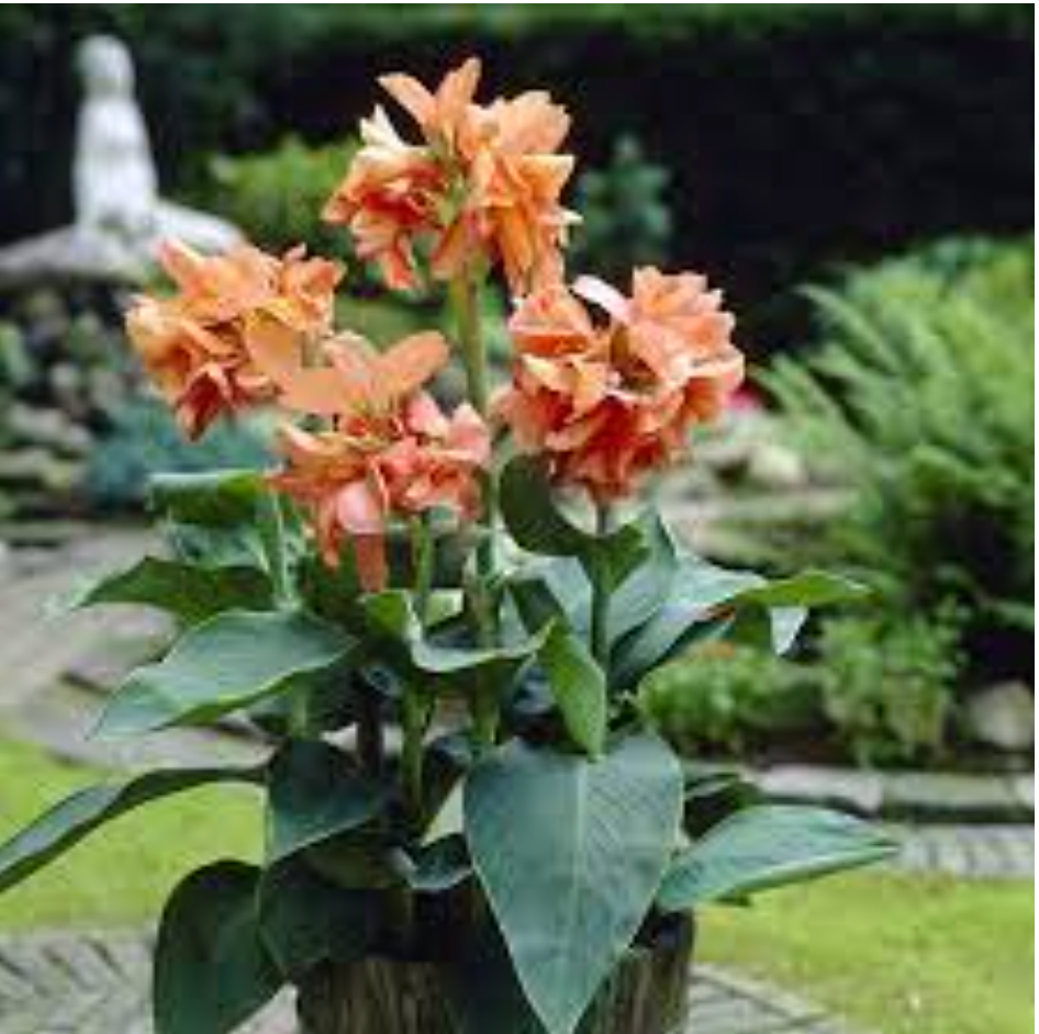 Canna Tall Green Leaf 'Salmon Beauty' 3 Bulbs