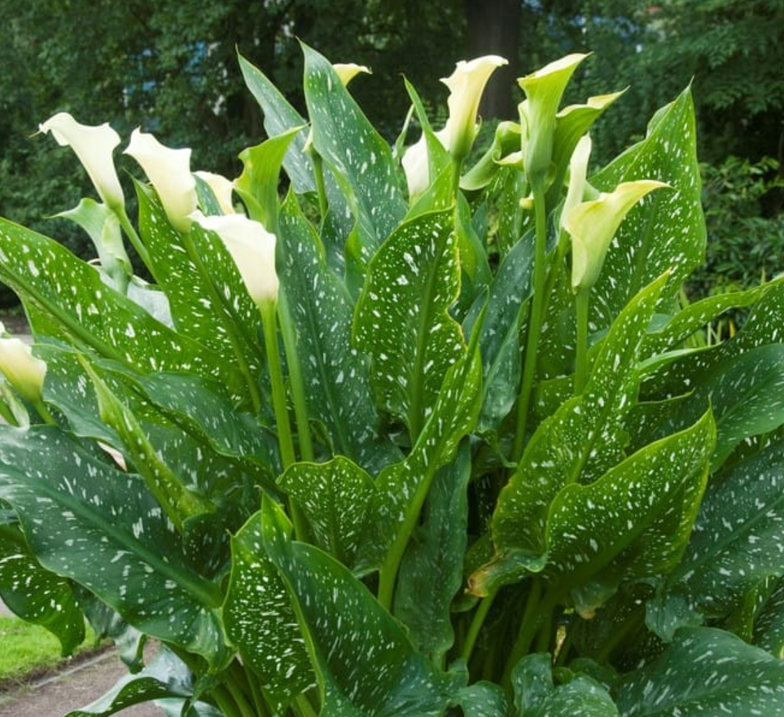 Calla Lily Black Eyed Beauty - 3 Bulbs