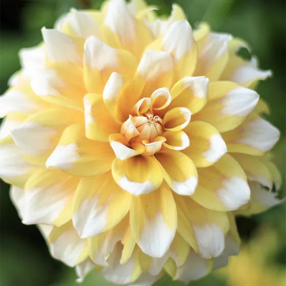 Seattle Dahlia Dahlia