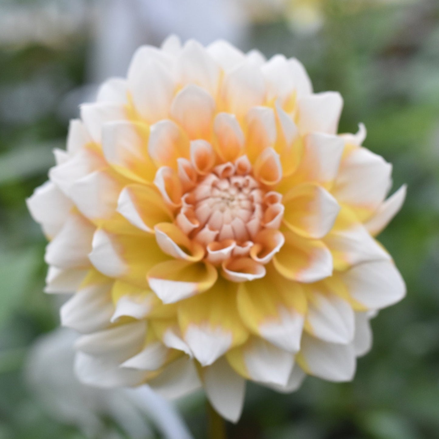 Seattle Dahlia Dahlia