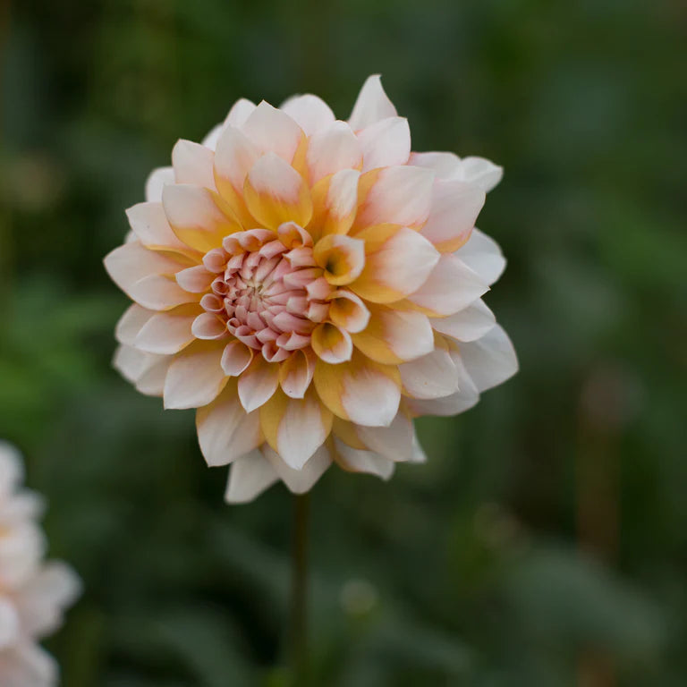 Seattle Dahlia Dahlia