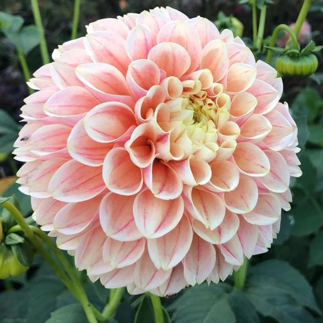 Sweet Suzanne Dahlia