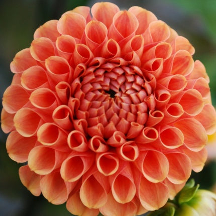 Sylvia Dahlia