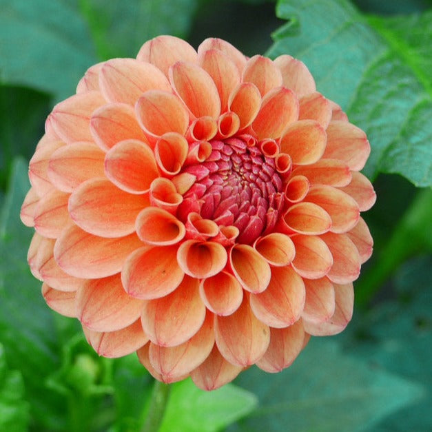 Sylvia Dahlia