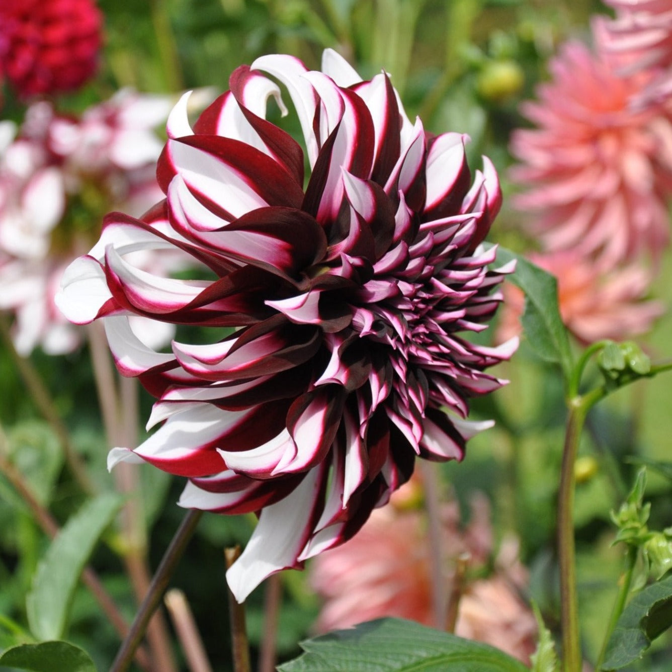 Tartan Dahlia