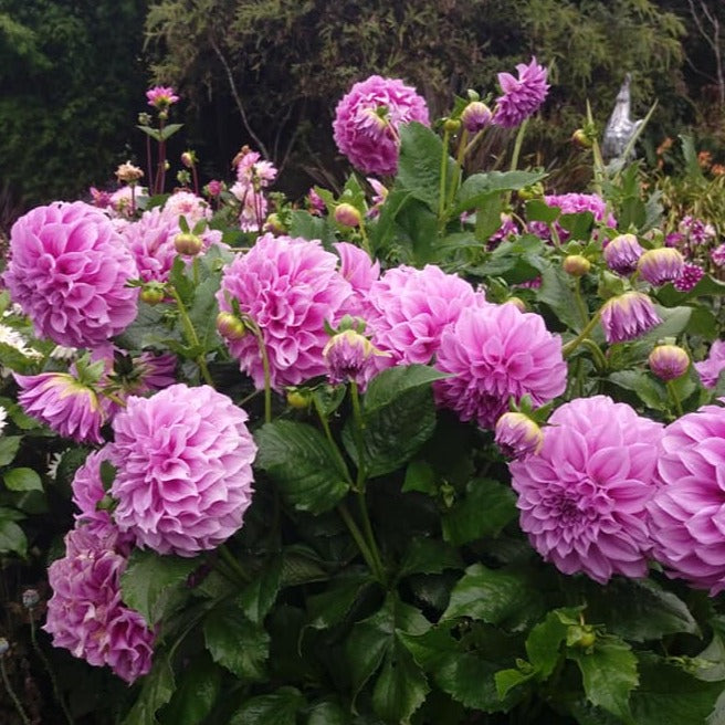 Vassio Meggos Dahlia