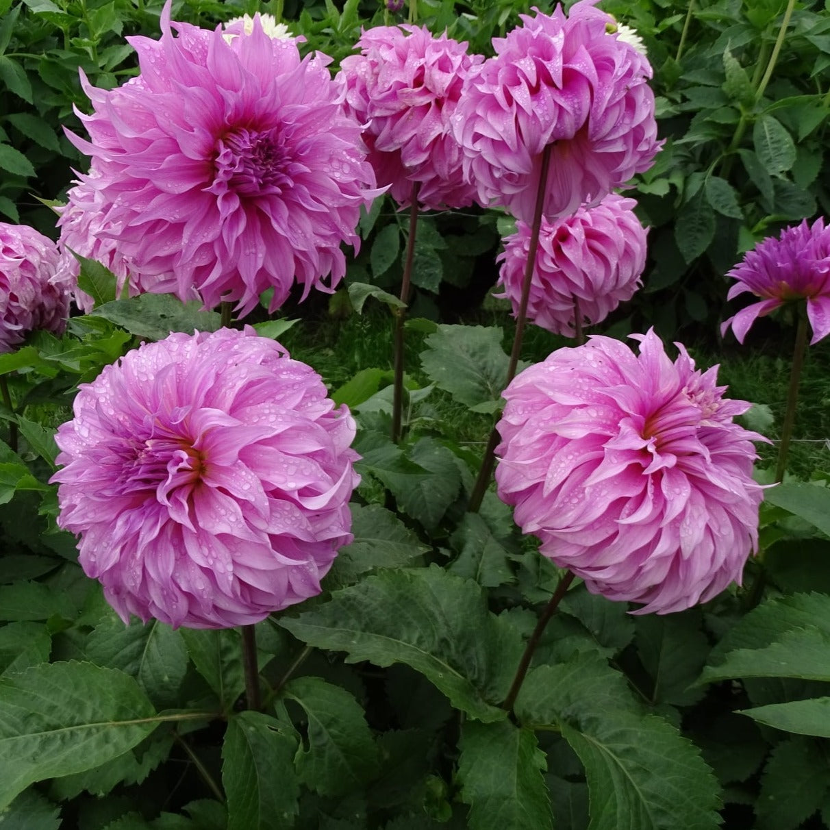 Vassio Meggos Dahlia