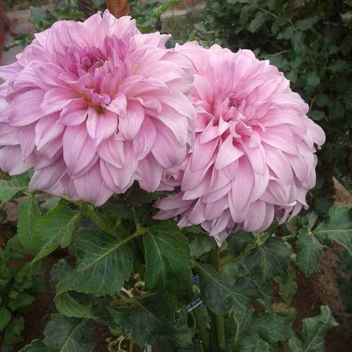 Vassio Meggos Dahlia