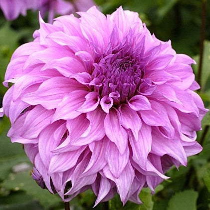 Vassio Meggos Dahlia