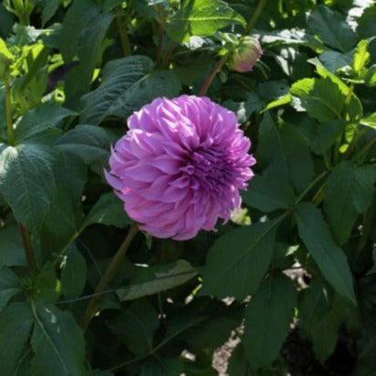 Vassio Meggos Dahlia