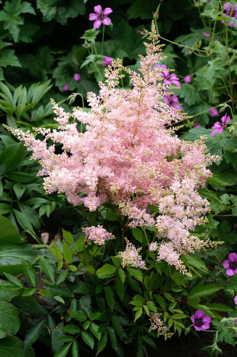 Astilbe Younique Silvery Pink - 2 Bareroots