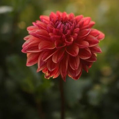 All That Jazz Dahlia
