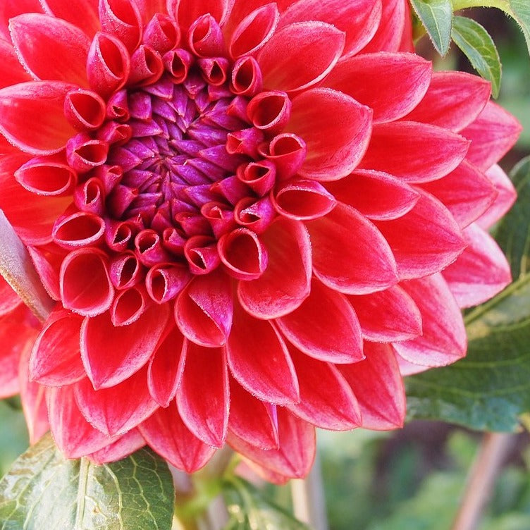 All That Jazz Dahlia