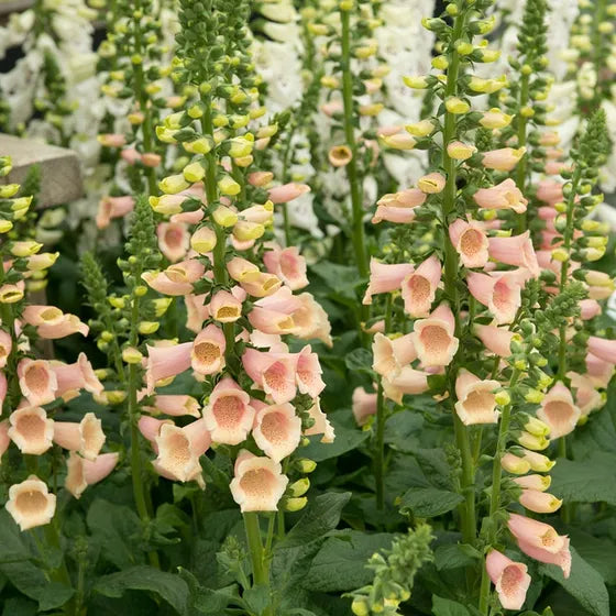 Digitalis Apricot Beauty (Foxglove)