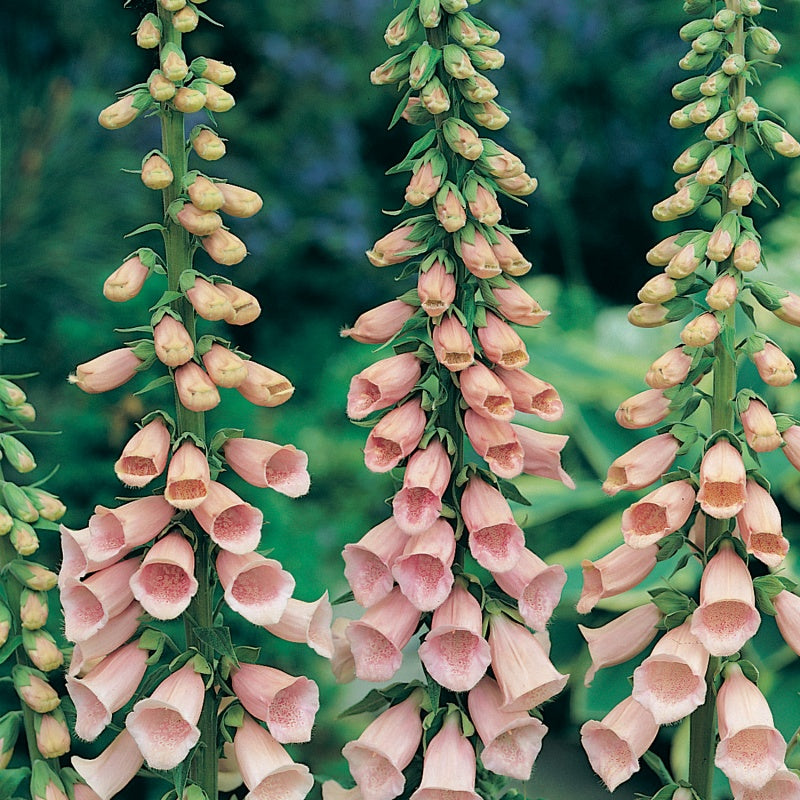 Digitalis Apricot Beauty (Foxglove)